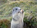 Marmots in Saas Fee Switzerland 01