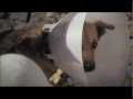 Pies Terrier I Tdm