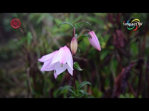 Click to View : MAMI MAPAO EP 24