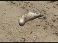 Blue Fish from the Beach