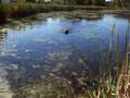 izzy's (Airedale) 3rd retrieve duck hunting 2008