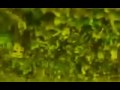 Vid�o :