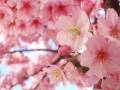 ♥ La Vie En Rose ♥