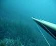 Georgalis Spearfishing Dentex