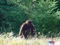 even more sasquatch pictures with sound