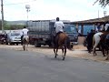 Cavalo Ventania - Animal a venda.