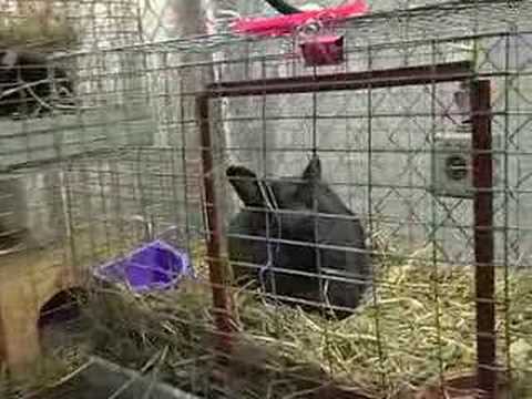 Rabbit Caper Solved