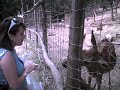 Feeding deers in the park