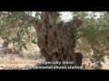 Click here to watch this video Palestine Blues PART 5 - A MUST SEE DOCUMENTARY