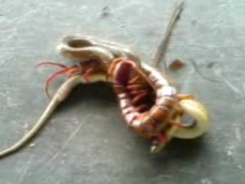 Malaysia - Huge Centipede Fighting A Snake