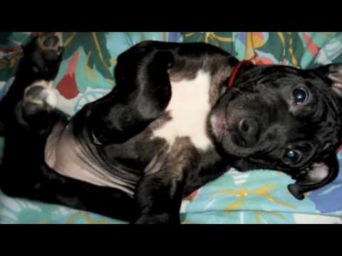 pit bull mexicano