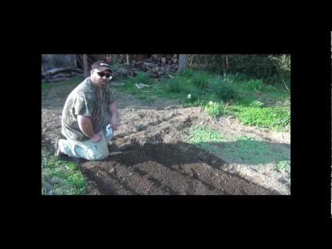 how to fertilize kohlrabi