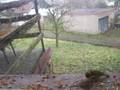 Winter bird watching in Czech Republic - YouTube