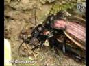 Der Carabus granulatus frisst Weichtier