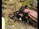Der Carabus granulatus frisst Weichtier