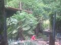 Palm Trees at Musgrave Landing on Salt Spring Island