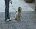 Eratw - Basic obedience, tricks