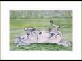 Equine Paintings