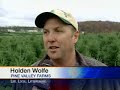 drought-to-affect-younger-christmas-trees.html