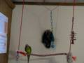 videos de Bongo the peach fronted conure in 