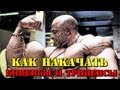 Как Накачать Бицепс и Трицепс Как Накачать Бицепс и Трицепс