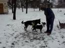 Alex vs Rocco(bullterier) Sz-Udvarhely