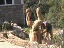 Pelican Chainsaw Sculpture Pelican Chainsaw Sculpture
