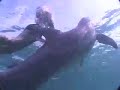 Girl Swimming With Ocean Dolphins