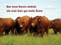 Amália /**Campinos do Ribatejo**/ Amália /**Campinos do Ribatejo**/