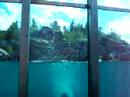 zoo saint felicien ours