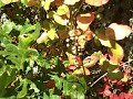 Poison Oak - Know it, Avoid it