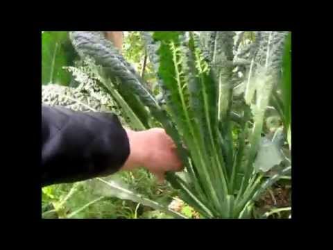 how to harvest vegetables