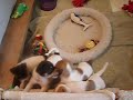 Happy B-day Puppies!