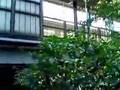 京王線代田橋駅下で魅惑の玉川上水と出逢う：甲…