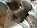 Kittens! 1