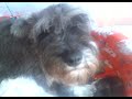 Cachorros de Schnauzer miniatura con menos de 24 horas