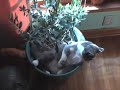Live Like a Cat Day