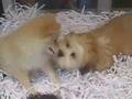 OMG - Puppies! 