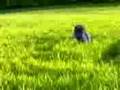 videos de corse nel grano jackass