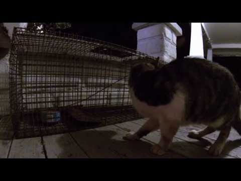 how to eliminate feral cats