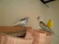 videos de 081231_1143~0001.m4v