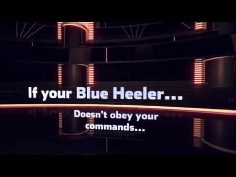 how to train blue heelers
