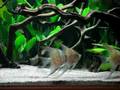Pterophyllum altum 2