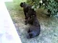 Danù e Soren 06/07/2007  cane   corso