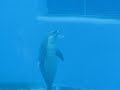 Dolphin blows ring bubbles