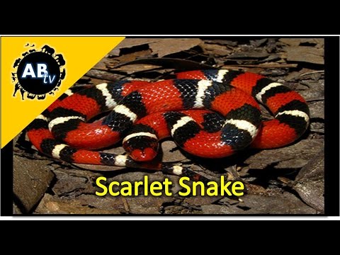 YouTube reptile video
