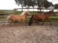 western paarden tekoop