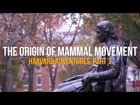 The Origin of Mammal Movement: Harvard Adventures, Part I