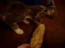 Our Kitten Patches: Corn Cob. Our Kitten Patches: Corn Cob.