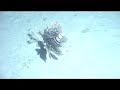 Lion Fish Close Encounter